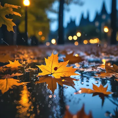 Дождливая осень: фото настоящей жизни