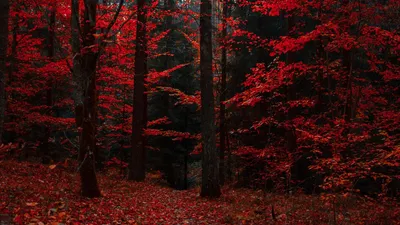 Обои осень, лес, деревья, листва, краски осени картинки на рабочий стол,  фото скачать бесплатно