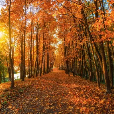 Заставка на рабочий стол: осень, осенние, время года, сезоны, сезонные,  лес, деревья в 2023 г | Лес, Дерево, Сезоны