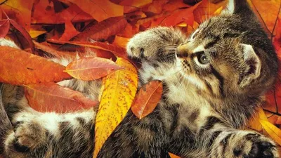 Обои котёнок, маленький, листопад, осень на рабочий стол