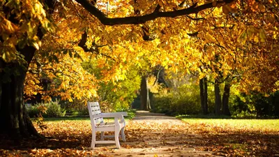 Обои на рабочий стол: Осень, Листья, Фон - скачать картинку на ПК бесплатно  № 33652