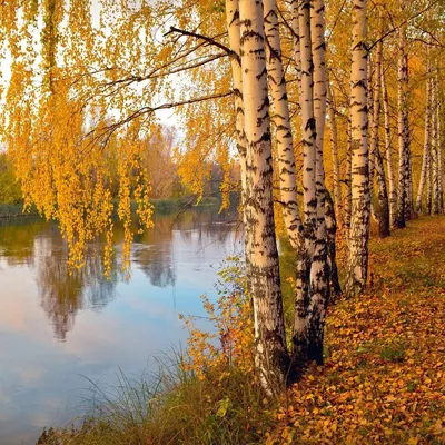 Осень — Википедия