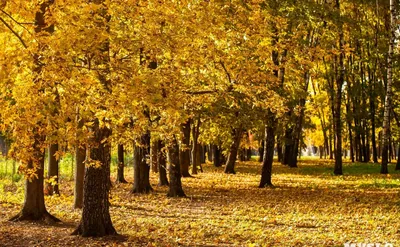 Красивейшая природа, осень в городе Стоковое Фото - изображение  насчитывающей «волга», перемещение: 26891052
