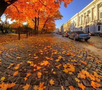 Золотая осень в Ташкенте - фото
