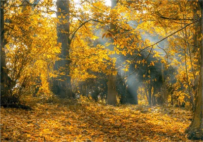 Золотая осень | Природа глазами самой природы. | Дзен