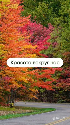 Осенние картинки. Обои для телефона. Осенний лес | Осенние картинки,  Осенний пейзаж, Пейзажи