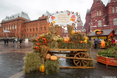Эта осень стала самой теплой в Москве за 140 лет наблюдений - Москвич Mag