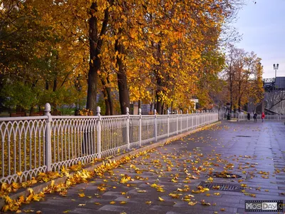 Осень 2022 в Москве: фото, Кусковский лесопарк, погода в Москве - 14  октября 2022 - msk1.ru