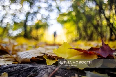 Осень в Москве» — создано в Шедевруме