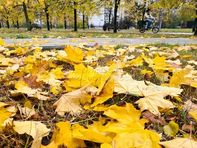 Картина маслом \"Осень в Москве\" — В интерьер