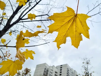 Осень в Москве» — создано в Шедевруме