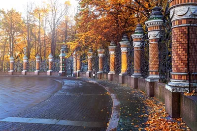 Самые сказочные фотографии золотой осени в Петербурге - KP.RU