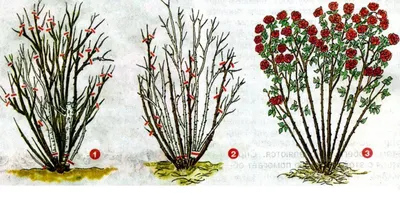 Осенняя обрезка роз и укрытие на зиму (Видео) | DomoKed.ru