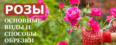 Осенняя обрезка Роз в зависимости от группы | Пикабу