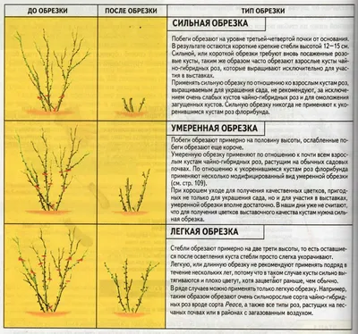 Как правильно укрыть розы на зиму