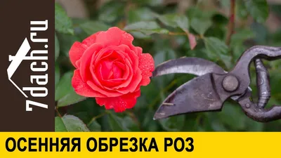 Про санитарную обрезку РОЗ весной. | Обрезка роз, Розы, Огород
