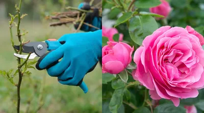 Как правильно обрезать розы на зиму | В цветнике (Огород.ru)