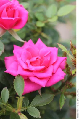 Соверен - Обрезка роз весной и осенью на зиму