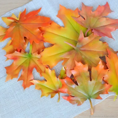 Осенние листья картинки фотографии