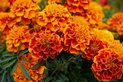 Астры – нежные осенние цветы - статьи интернет-магазина «Доставка цветов».