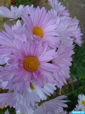 Цветущий сад в октябре: на какие растения обратить внимание – блог  интернет-магазина Порядок.ру