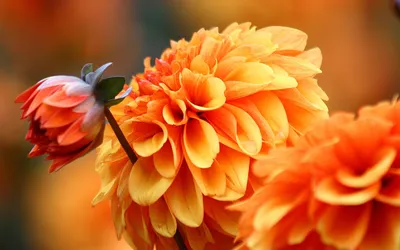 осенние цветы хризантемы | Chrysanthemum, Flowers, Plants