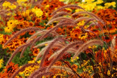 Настроение - жду Осень.. #ЕленаЕлена | Интересный контент в группе Ощущения  души | Фотографии цветов, Осенний сад, Красивые цветы