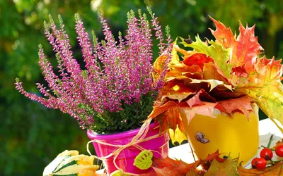 Какие цветы осенью выгледят особенно привлекательно?