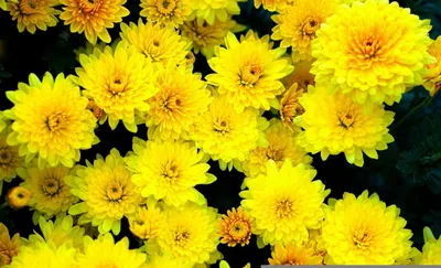Каллы, гербера и подсолнух. Осенние цветы в букете от Lotlike.ru. Купить  цветы