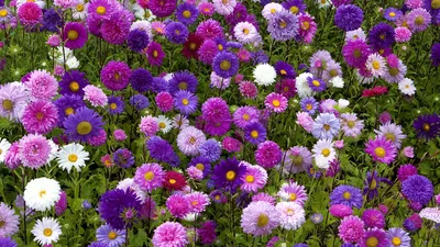 Солнечные осенние цветы (44 фото) - 44 фото