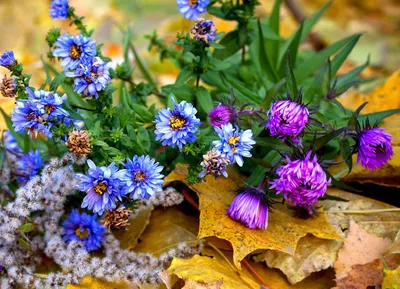 Осенние цветы в лучах солнца :: татьяна – Социальная сеть ФотоКто