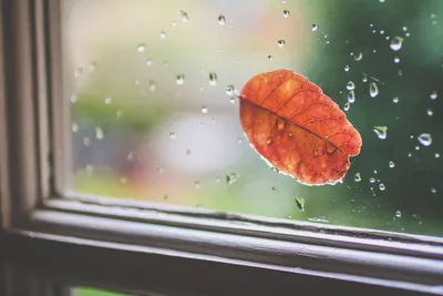 Осенний дождь за окном фотографии