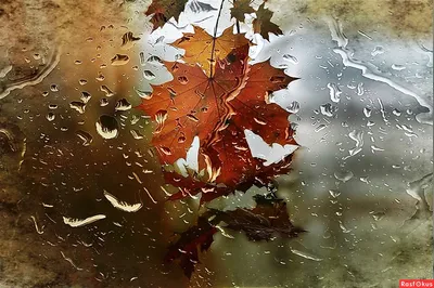 Притягательные мгновения осеннего дождя