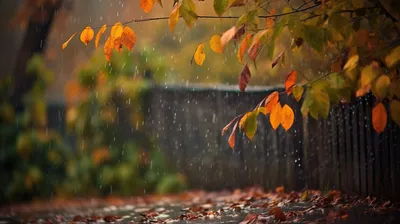 Фото Осенний дождь: разноцветные зонтовые пятна