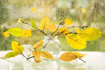 Осенний дождь: нежные капли на листьях