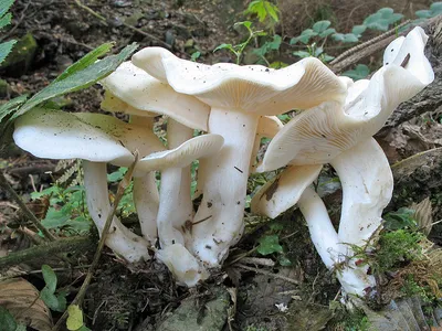 Осенний грибы рядовки фото фотографии