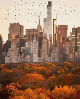 красивые браунстоунные камни и осенний цветной постельный Бруклин Нью-Йорк  Стоковое Изображение - изображение насчитывающей падение, дома: 261204923