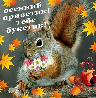 Желаем доброго утра и шлю свой осенний привет - Лента новостей Мелитополя