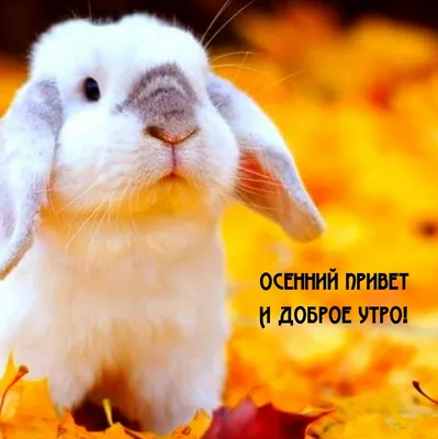 Осенний привет ... :: Святец Вячеслав – Социальная сеть ФотоКто