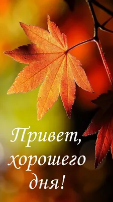 Открытки! Открытка осенний привет, с осенним приветом, привет осени .!