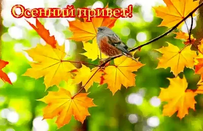 привет осенний лист оранжевый PNG , текс, Привет, Рука PNG картинки и пнг  рисунок для бесплатной загрузки