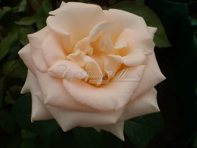 роза осиана. красивая роза с цветами цвета слоновой кости редкий и красивый  сорт и фруктовый аромат роз. очень подходит для Стоковое Изображение -  изображение насчитывающей листья, украшение: 223844291