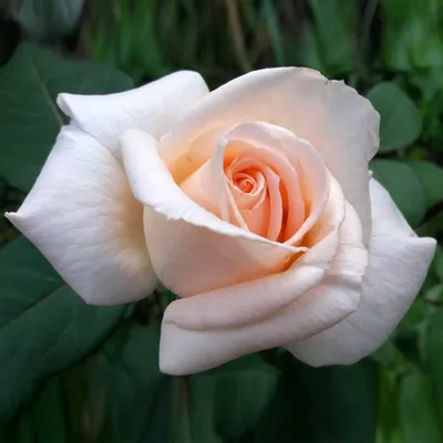 Роза чайно-гибридная Осиана — Рассада цветов и овощей.