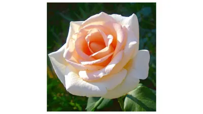 Роза Осиана (Однолетний, ОКС) - купить Розы чайно-гибридные в Киеве и  Украине, выгодная цена Роза Осиана в интернет-магазине Agrostore ТМ  (Агростор)