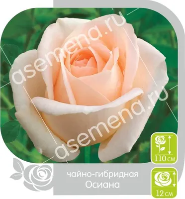 Роза Осиана саженцы купить в Москве по цене от 611 руб.