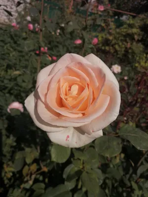 Роза чайно-гибридная Осиана h37 см по цене 433 ₽/шт. купить в Саранске в  интернет-магазине Леруа Мерлен