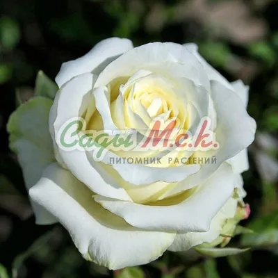 Роза сорта Osiana (Oceaна, Осеан, Осеания) - «Сливочные розы на тортиках -  эти ассоциации вызывает у меня данный сорт роз.» | отзывы
