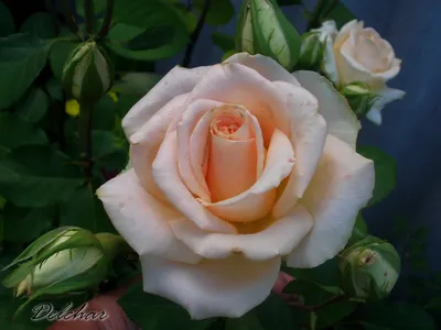 Сорта роз, которым я бы сделала дубликаты. | Про розы, сад и путешествия |  Дзен