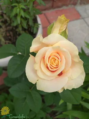 Ghim của Irena trên Мои розы 22 | Hoa đẹp, Hoa, Dép
