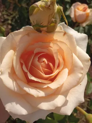 Роза Осиана, цветение 2021 - YouTube